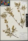 Foto von Salix gracilis Andersson